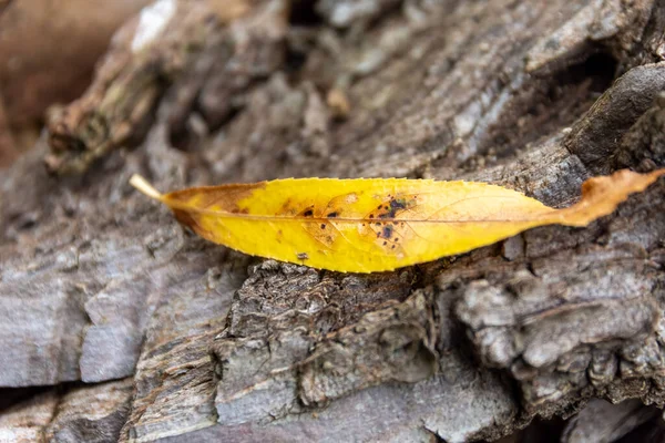 Dry Yellow Leaf Tree Trunk Surface —  Fotos de Stock