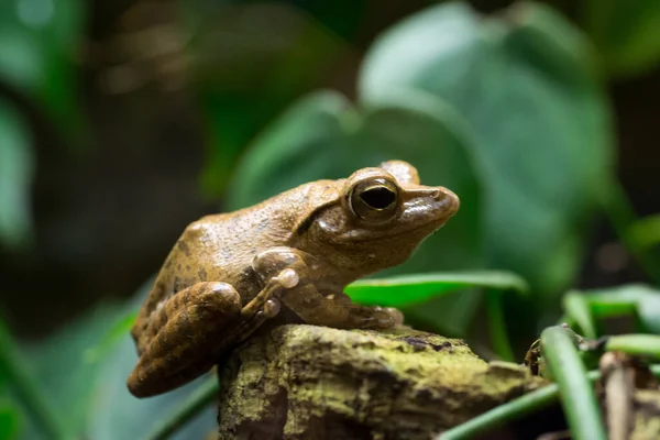 Selective Focus Shot Tree Frog — Φωτογραφία Αρχείου