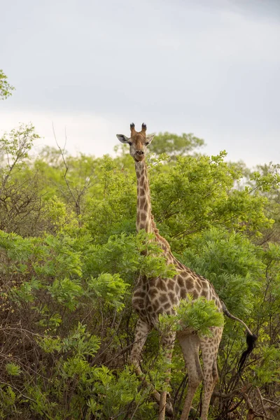 Beautiful Shot Giraffe South Africa — 스톡 사진