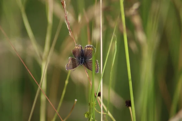 Close Shot Butterfly Sitting Plant Stem — Stock Fotó