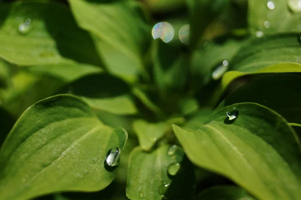 Дрібні Краплі Зеленому Листі Навесні — стокове фото