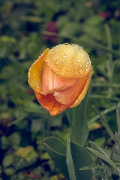 Vertical Shot Beautiful Yellow Tulip Raindrops — Foto de Stock