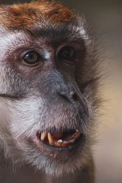 Ein Vertikales Porträt Eines Makakenaffen — Stockfoto