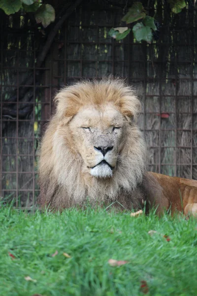 African Lion Lying Grass Zoo — Stock fotografie