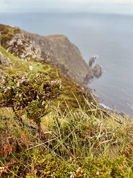 Different Plants Growing Top Slieve League Cliffs — Stock fotografie
