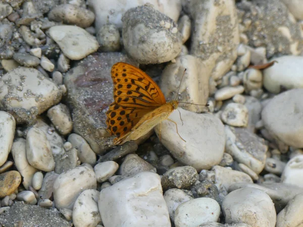 High Angle Close Picture Butterfly Landed Beach Stones — 스톡 사진
