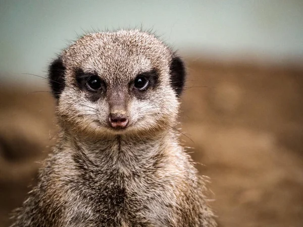 Selective Focus Shot Meerkat Zoo — 스톡 사진