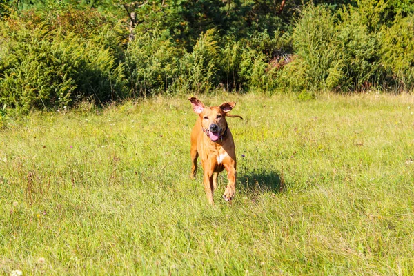 Brown Dog Running Grass Park Sunny Day Trees Background — ストック写真