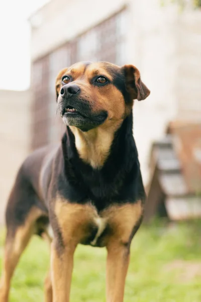 Vertical Shot Cute Tan Black Mixed Breed Dog Grass Looking — стоковое фото