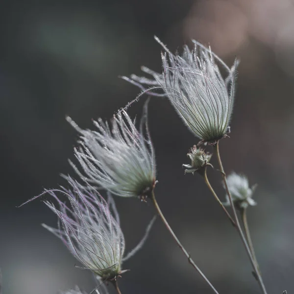 Vertikální Záběr Květin Pro Tapety Pozadí — Stock fotografie