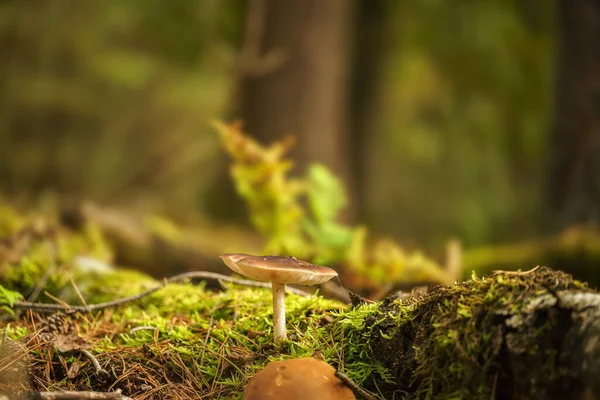 Closeup Shot Pluteus Cervinus Mushroom Moss — 图库照片