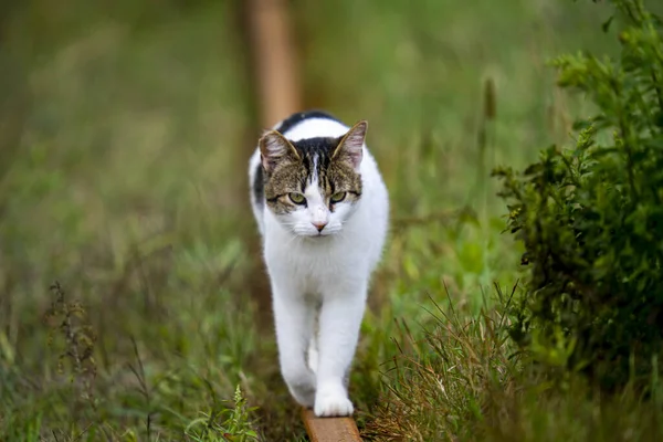 Cute Fluffy Cat Walking Outdoors Blurred Background — Foto Stock