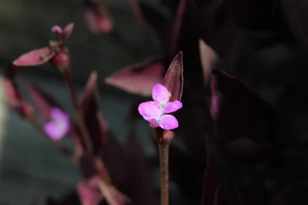 Closeup Beautiful Purple Tibouchina Flowers Garden — Foto Stock