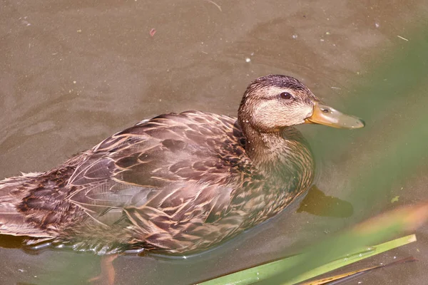 Female Mallard Duck Pond — Photo