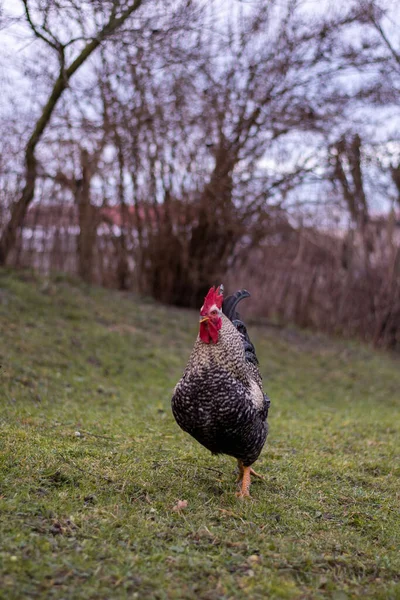 Closeup Shot Rooster Farm Blurred Background — Stockfoto