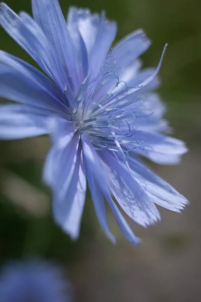Shallow Focus Beautiful Blue Silene Flower Green Blurred Background — стоковое фото