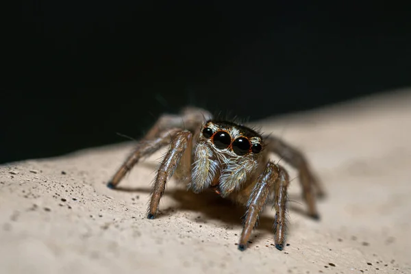 Closeup Shot Spider Looking Straight Camera — Fotografia de Stock