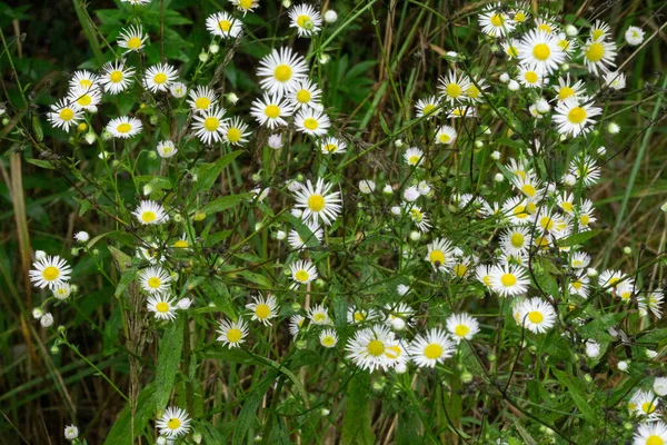 White Daisy Flowers Blooming Field — Fotografia de Stock