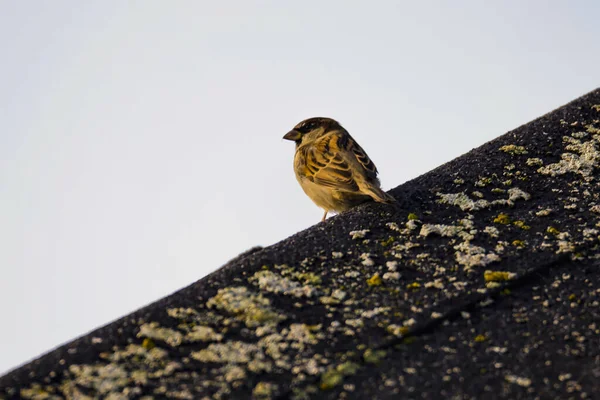 Closeup Shot Cute Sparrow Perched Roof — Stockfoto