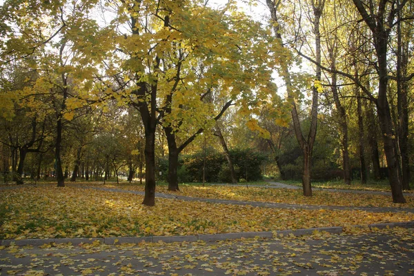 秋天莫斯科公园的自然景观 — 图库照片