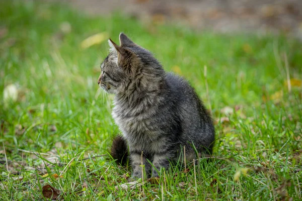 Soft Focus Tabby Cat Sitting Grassy Lawngrass — Stockfoto