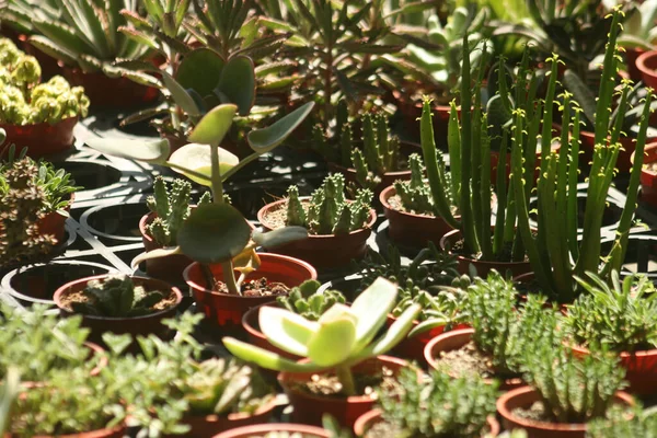 太陽光の下で植物のクローズアップショット — ストック写真