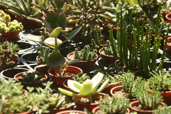 Primer Plano Plantas Bajo Luz Del Sol —  Fotos de Stock