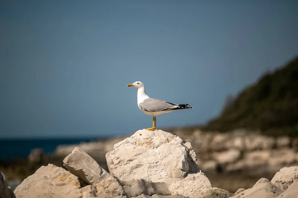 Seagull Stone Sea — Stock Photo, Image