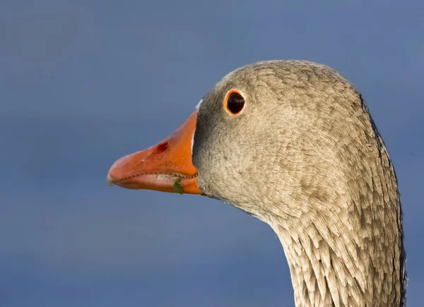 Een Close Shot Van Een Gans — Stockfoto