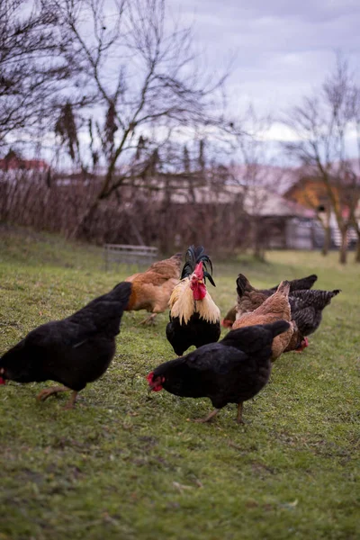 Flock Free Range Chickens Foraging Grasses Farm — Stok fotoğraf