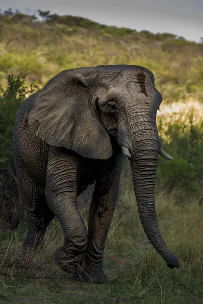 Vertical Shot Elephant Bushes South Africa — Stockfoto