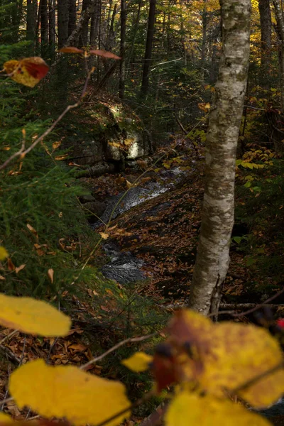 Vertical Shot Autumn Forest Trees Water Creek — Stockfoto