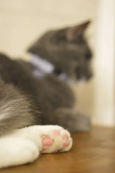 Vertical Shot Cat Paw Floor Gray Cat Blurry Background — Φωτογραφία Αρχείου