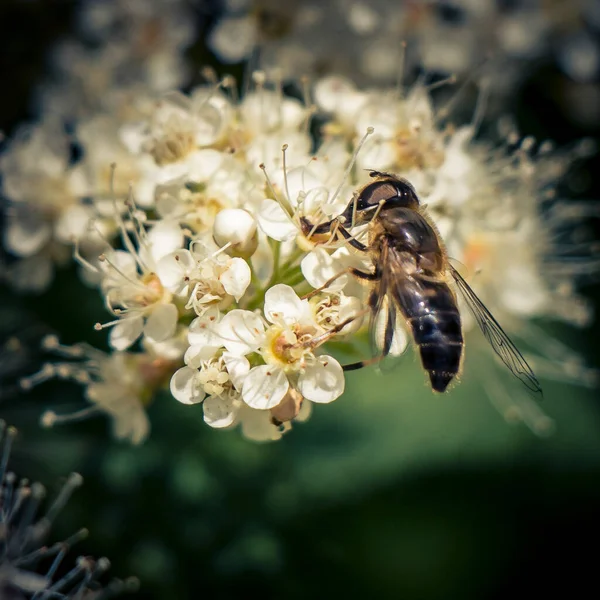 Square Closeup Shot Bee Flower Taking Nectar — Stock Fotó