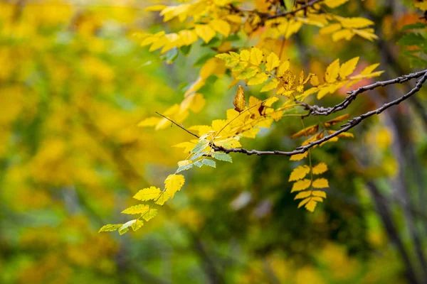 Closeup Shot Autumn Leaves Hanging Branches Blurred Background — 스톡 사진