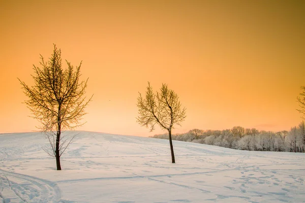 Scenic View Trees Winter Sunset Warm Colors Klaipeda Lithuania — стоковое фото