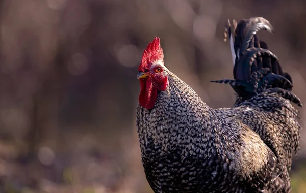 Closeup Shot Rooster Farm Blurred Background — 图库照片