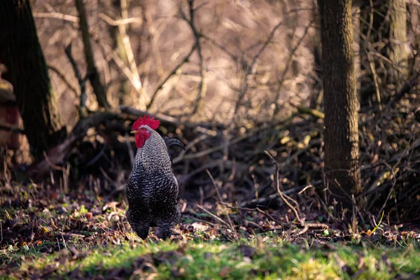 Rooster Farm Blurred Background — Fotografia de Stock