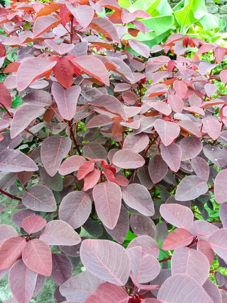 Vertical Closeup Shot Plant Light Red Leaves — стоковое фото