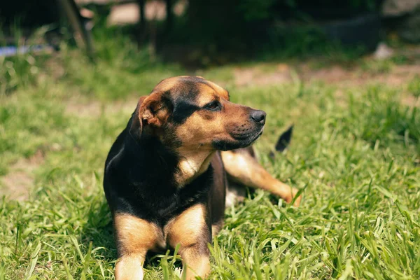 Close Shot Cute Lovely Tan Black Mixed Breed Dog Lying —  Fotos de Stock
