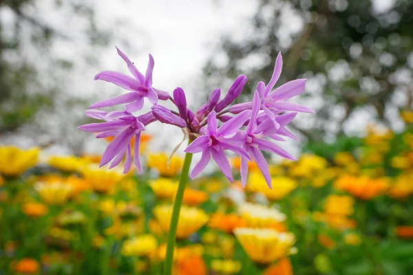 Pohled Rostlinu Česneku Tulbaghia Violacea — Stock fotografie