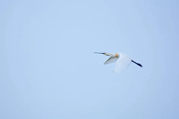 Beautiful Closeup Image White Great Egret Flying High Clear Sky — стоковое фото