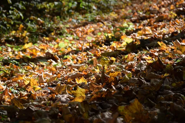 Beautiful Scene Autumn Landscape Colorful Fallen Leaves — Stock Photo, Image