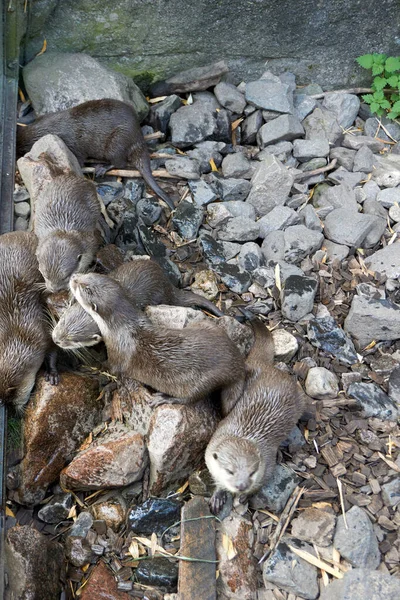 Close Group Rodents Stony Ground Small Stone — Fotografia de Stock