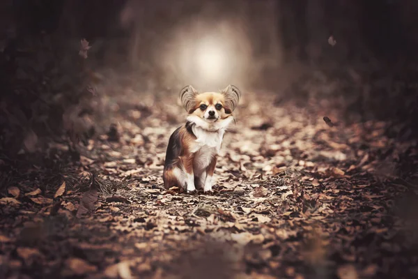 Cute Dog Sitting Ground Covered Autumn Leaves — Stockfoto
