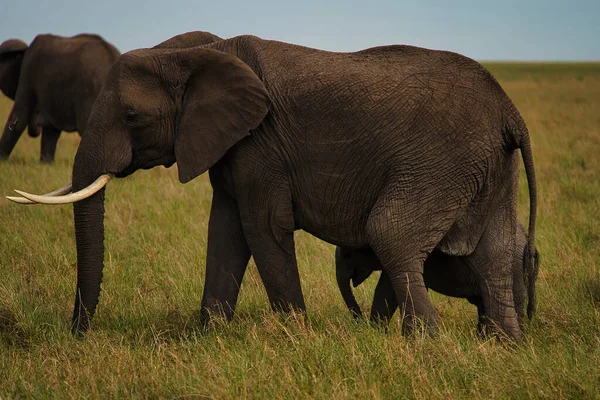Elephants Walking Field — стоковое фото
