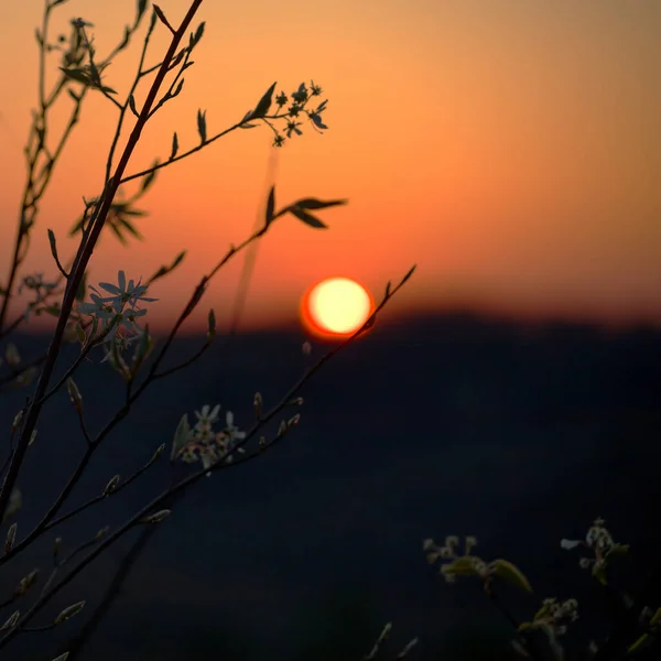 Крупним Планом Красиві Дикі Квіти Заходом Сонця Задньому Плані — стокове фото