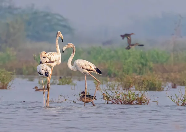 Flamingo Family Lake Guiding Juvenile — Fotografia de Stock