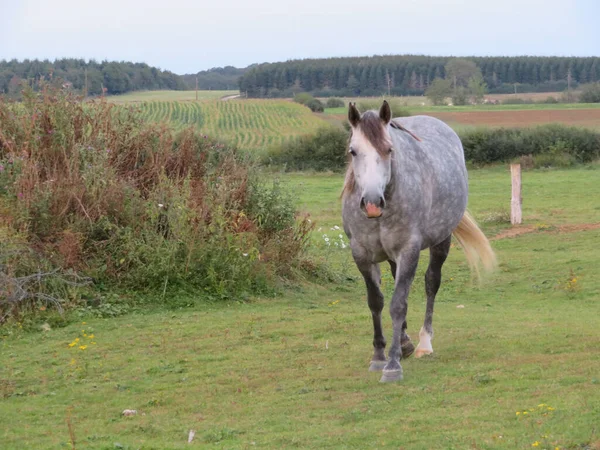 Spotted Gray Horse Walking Grassy Field Countryside — Zdjęcie stockowe