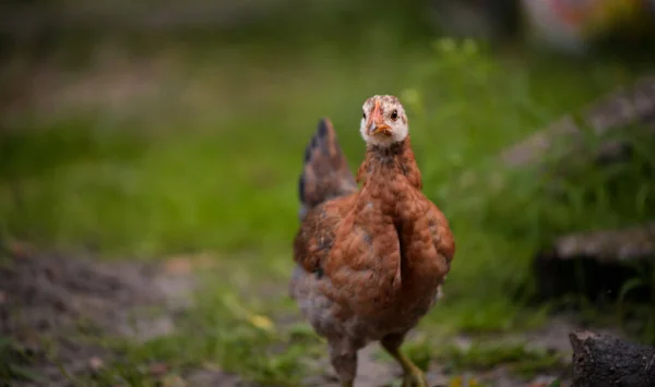 Closeup Shot Free Range Chick Foraging Grasses Farm — Foto Stock